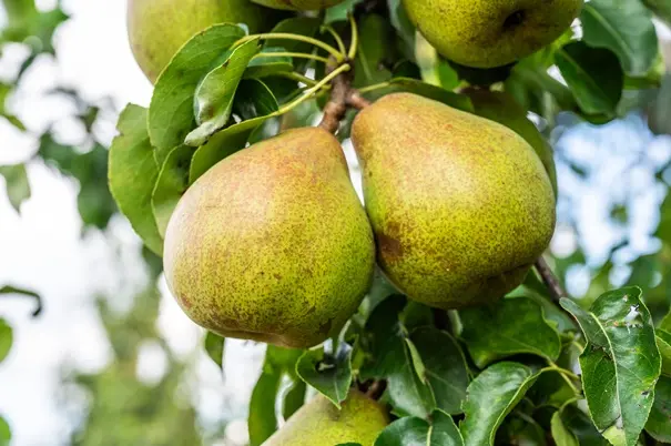 Poirier Doyenne du Comice Buisson Pot C10 ** Fort prêt à produire **
