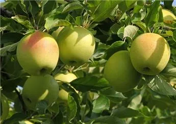 [121123] Pommier Golden Delicious Demi Tige - Fort prêt à produire