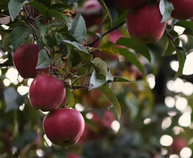 Pommier Gloster Palisse Double UU ** Var. Pollinisatrice **