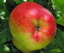 Pommier Melrose Palissé Palmette Verrier UU Pot ** Fort prêt à produire **