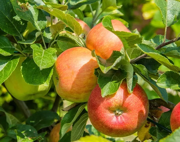 Pommier James Grieve Ht