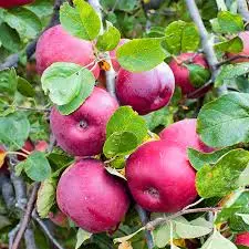 Pommier Ballerina Red Leaf Pot C5Litres - Colonnaire.