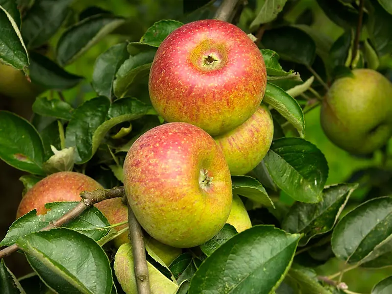 Pommier Court Pendu Haute tige Pot ** Fort prêt à produire **