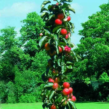 Pommier colonnaire Chenonceau Pot C7.5 ** Autofertile **