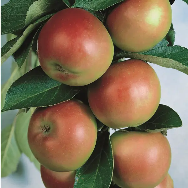 Pommier colonnaire Courson Pot C7.5/10 ** Autofertile **