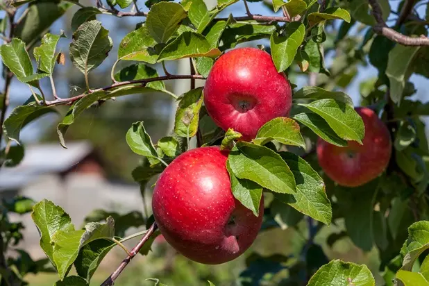 Pommier Reinette De France Haute Tige Pot