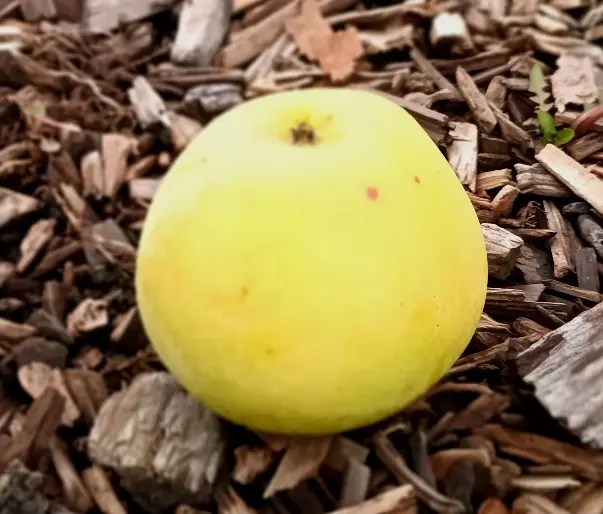 Pommier colonnaire White Cat Pot C10