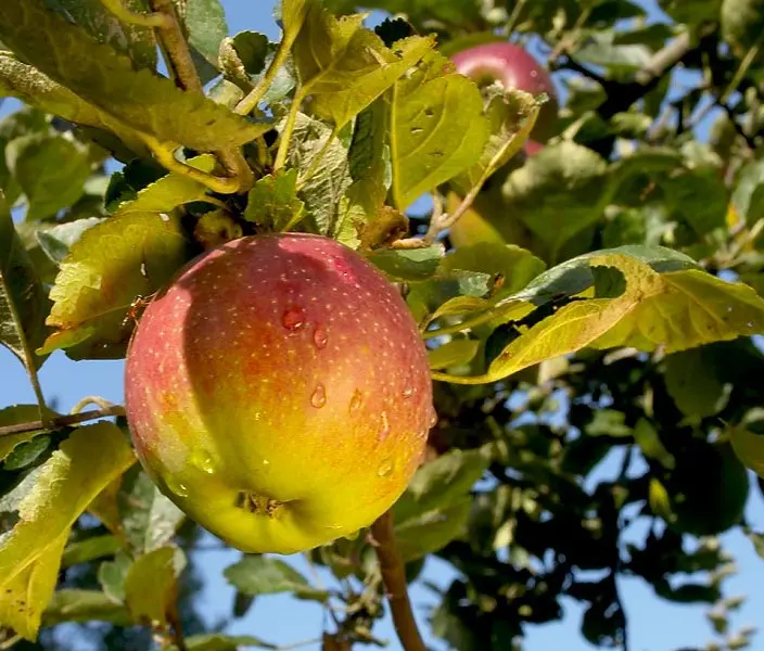 Pommier Royale Delbard palissé UU pot  ** Fort Prêt à produire**