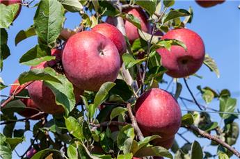 Pommier Fuji Demi Tige ** Fort Prêt à produire ** Longue conservation **