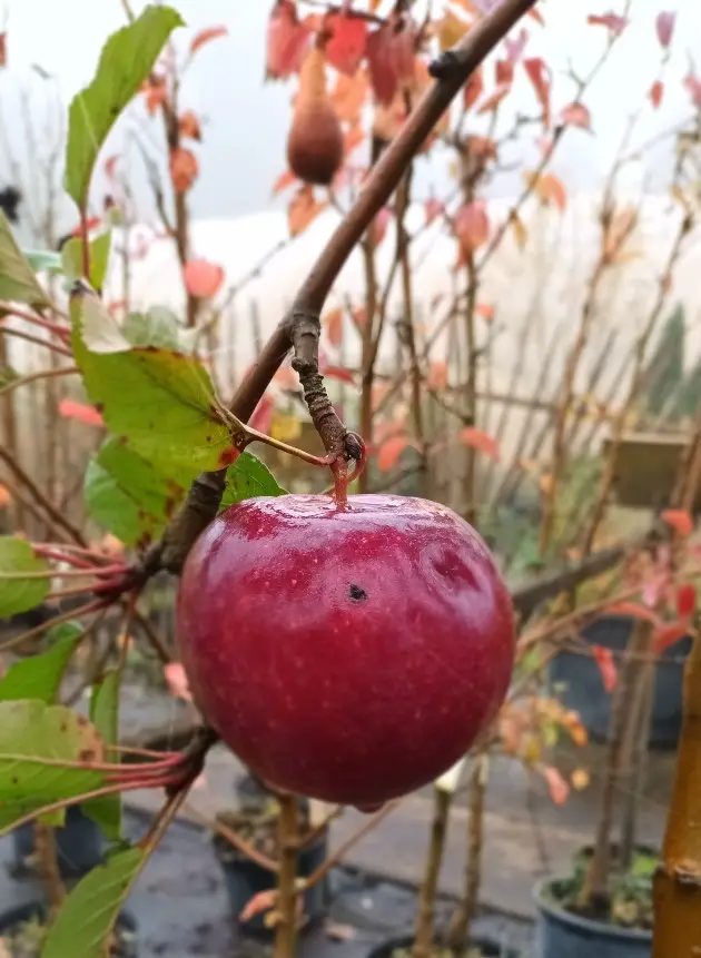 Pommier Gloster Demi tige ** Fort prêt à produire ** Variété polliniatrice **