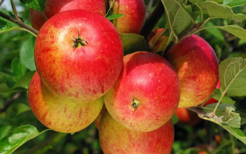 Pommier Cox's Orange Pippin Demi Tige XTRA Fort ** Prêt à produire **