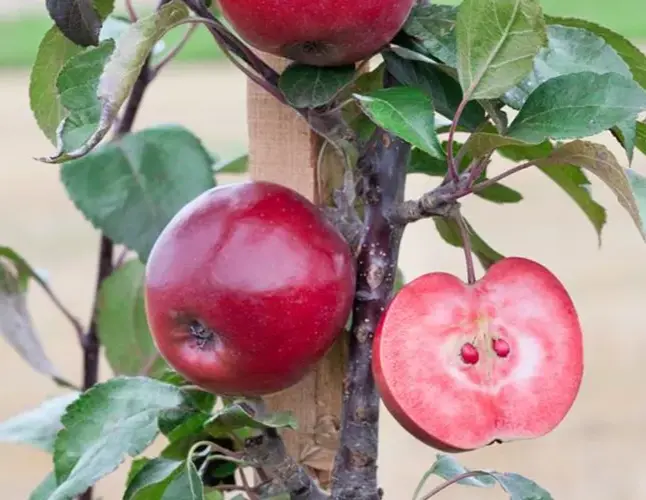 Pommier Vitalstar®  Buisson Pot C7.5 ** Prêt à produire **