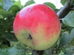 Pommier Joseph Musch Ht