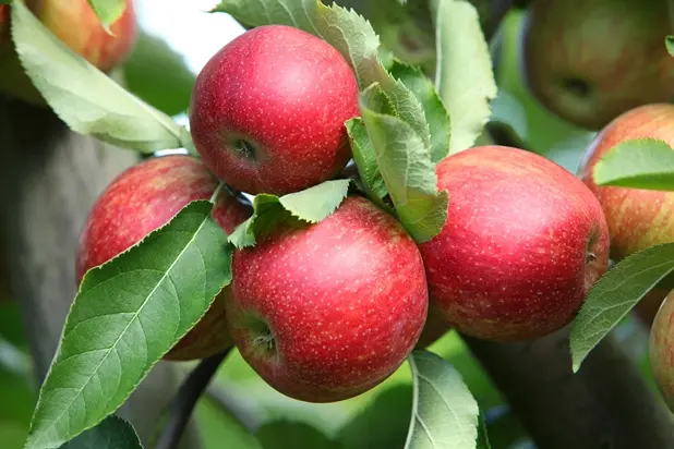 Pommier Edite Demi Tige **Fort prêt à produire ** ** Résistant aux maladies et aux froid **