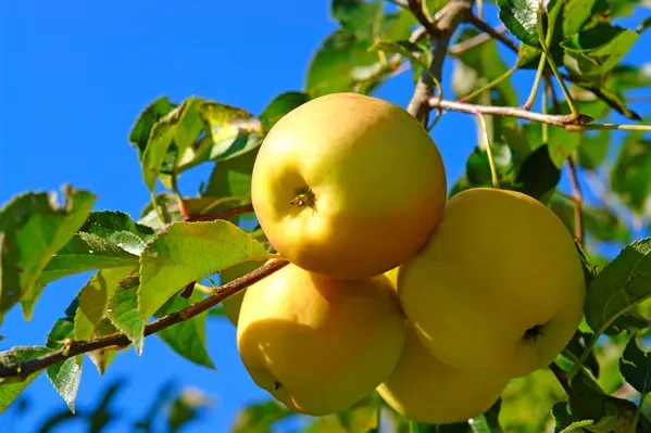 Pommier Lemoen Demi Tige **Résistant aux maladies**