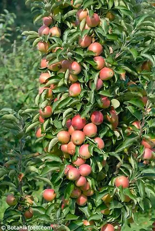 Pommier Ballerina Mcintosh Pot C12Litres - Colonnaire