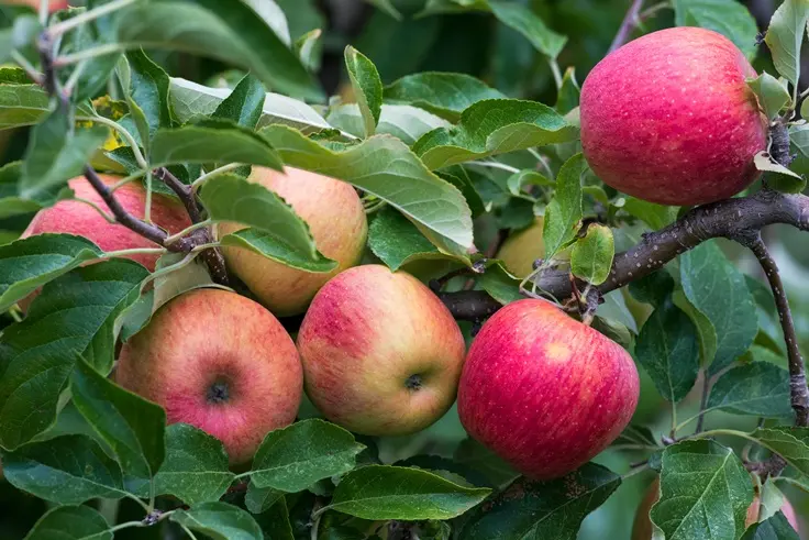 Pommier Belle Fleur Double Demi Tige