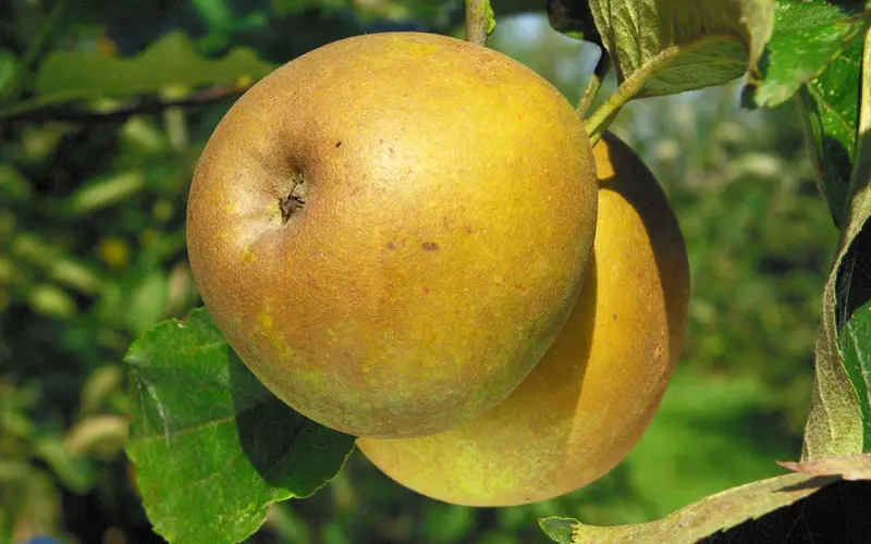 Pommier Gris Braibant Demi Tige ** Fort prêt à produire **