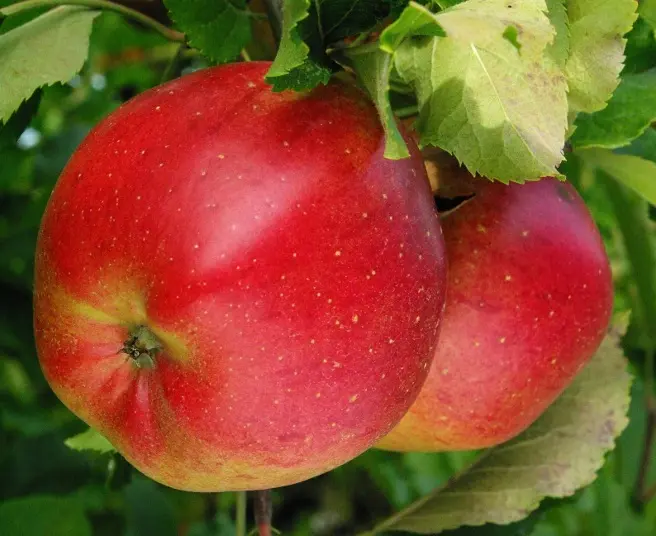 Pommier Melrose Demi Tige