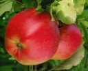 Pommier Melrose Demi Tige