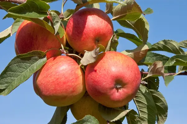 Pommier Pinova Buisson Pot **Résistant au froid et aux maladies**