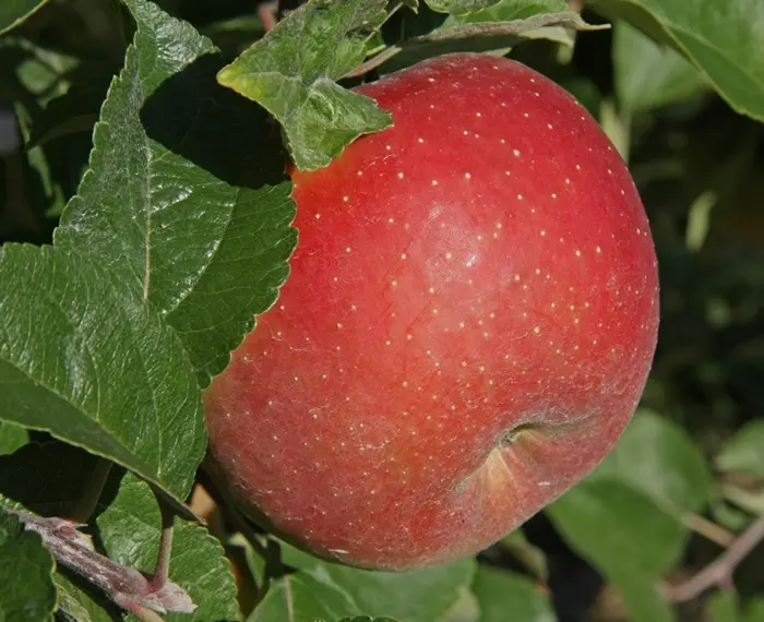 Pommier Reine Des Reinette Demi Tige ** FORT prêt à produire. **Excellent pollinisateur**