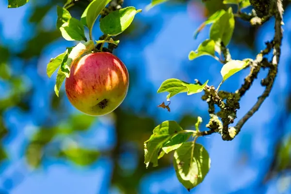 Pommier Reinette De Chenée Demi Tige Pot