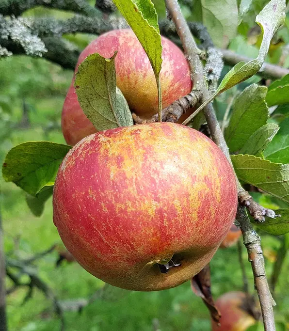 Pommier Reinette Hernaut Demi Tige