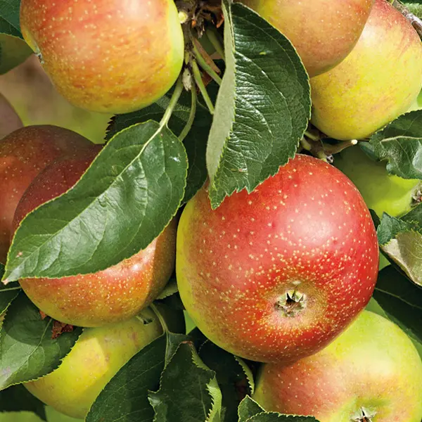 Pommier Reinette de Caux Demi Tige Pot C15Litres ** Fort prêt à produire **