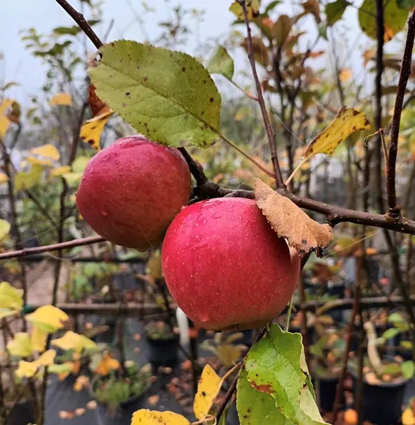 Pommier Winston Demi Tige Fort prêt à produire **Autofertile**