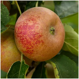 Pommier Reinette De France Demi Tige XXTRA Pot