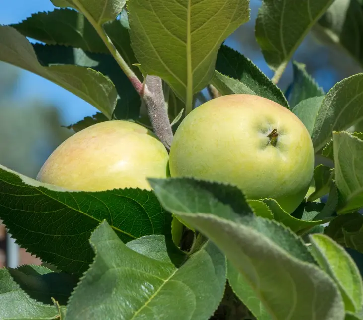 Pommier colonnaire Green Sensation Pot C3L