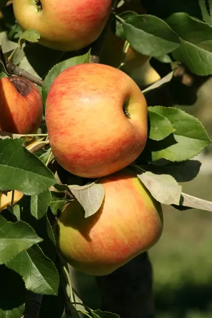 Pommier Idared Buisson Pot **Bon pollinisateur**