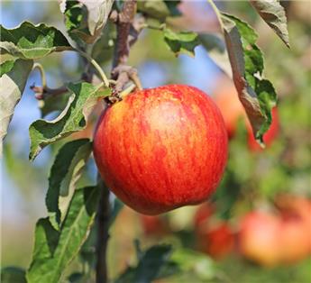 Pommier Jonagold Buisson Pot Fort ** Prêt à produire **