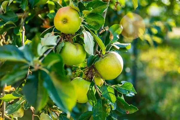 Pommier Président Van Dievoet Demi Tige **Bon pollinisateur**