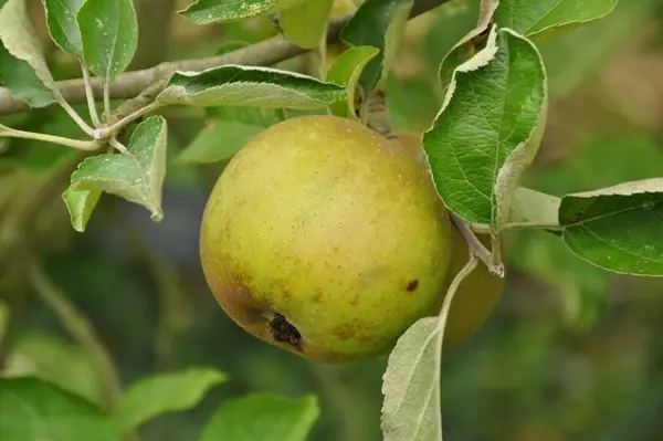 Pommier Rambour d'Hiver Buisson Pot ** Ancienne variété **
