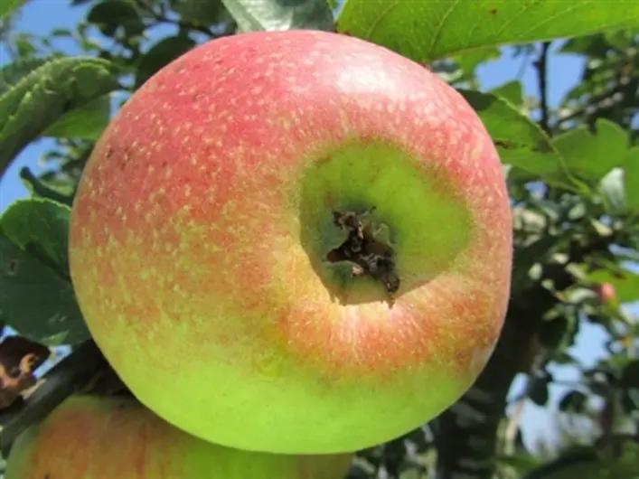 Pommier Reinette Descardre Buisson Pot