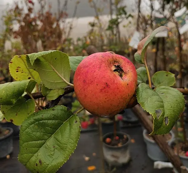 Pommier Reinette Descardre Buisson Pot