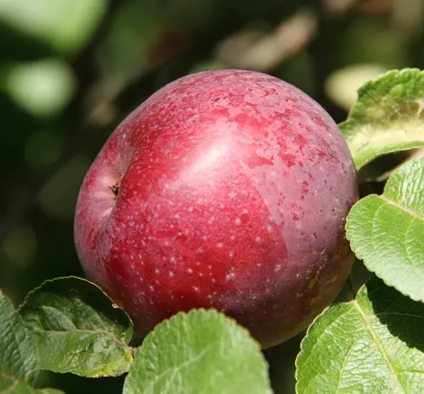 Pommier Reinette Etoilee Demi Tige Pot **Bon pollinisateur**