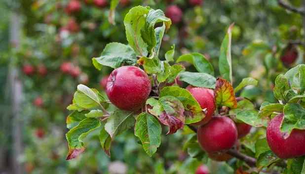 Pommier Summerred Buisson