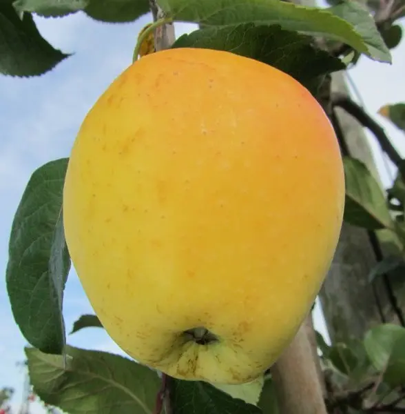 Pommier Transparente De Lesdain Dt