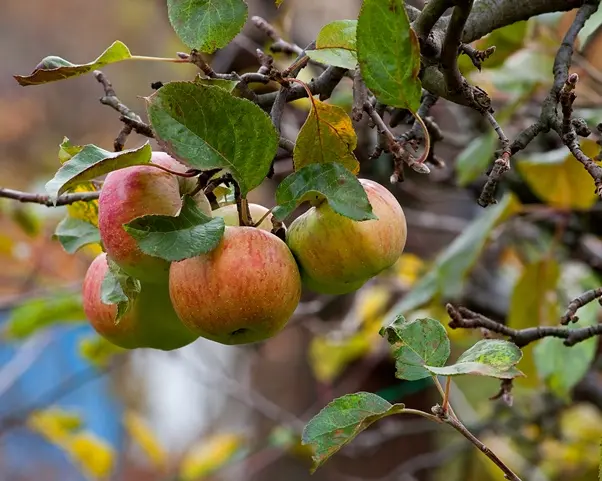 Pommier Cox's Orange Pippin