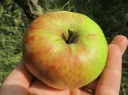 Pommier Cwastresse Double ou Calville des Vergers Buisson