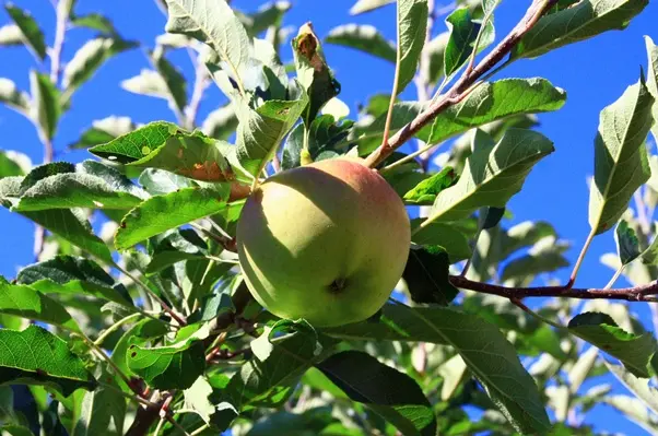 Pommier Grenadier Buisson Pot **Bon pollinisateur**
