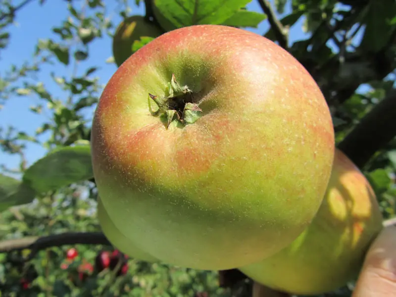 Pommier Reinette De Blenheim Buisson