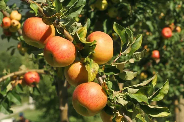 Pommier Reinette De Waleffe Buisson **Bon pollinisateur**
