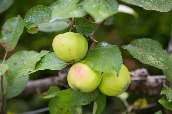 Pommier Reinette Evagil Buisson