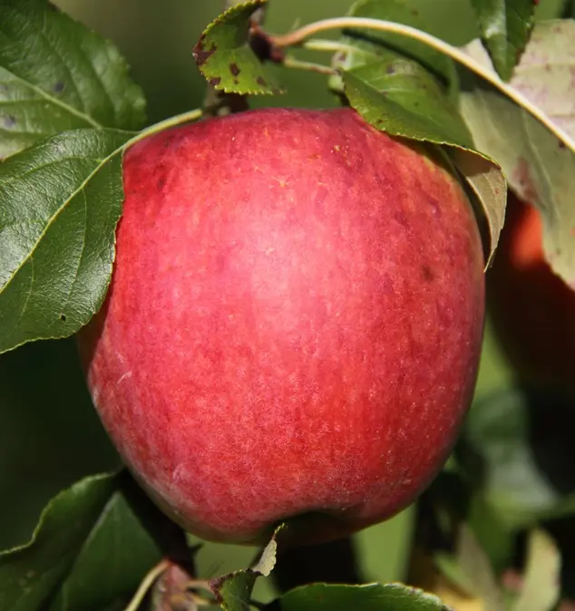 Pommier Sabot D'Eijsden Buisson Pot **Bon pollinisateur**