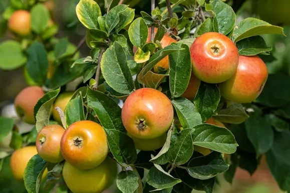 Pommier Reine Des Reinettes Palissé Palmette Verrier UU Pot C15 Fort prêt à produire ** Pollinisatrice **