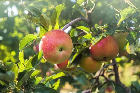 Pommier La Paix Buisson Fort prêt à produire